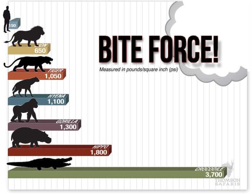 Facts about Crocodiles strongest bite, bite force, teeth, weight