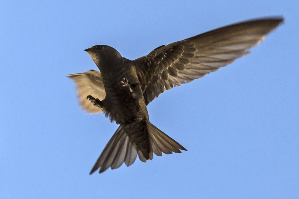 Common Swift