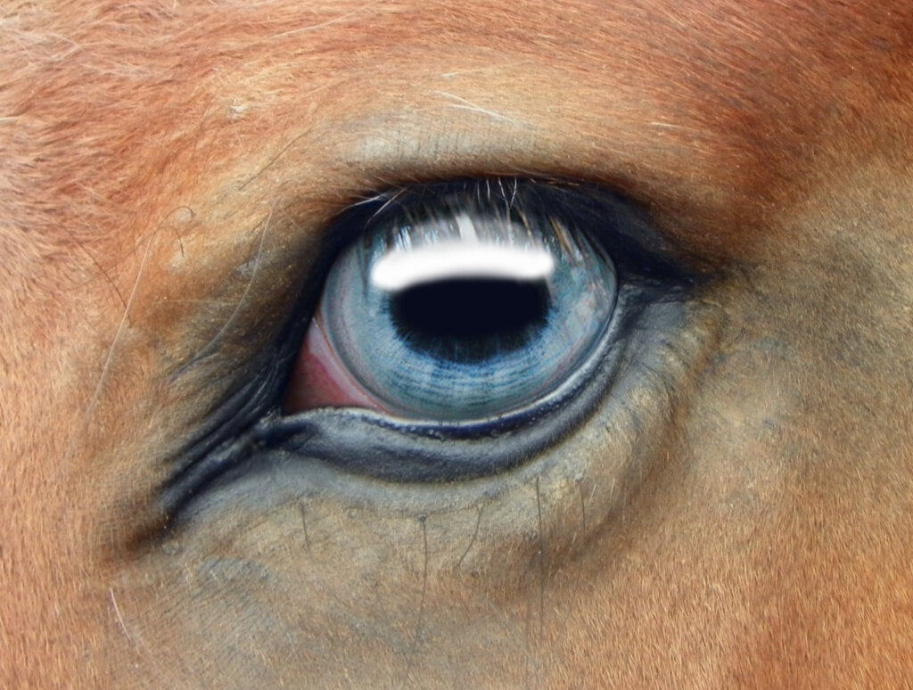 Are Horses color blind