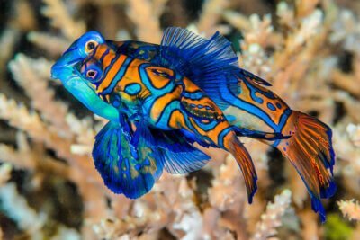 Most beautiful Fish