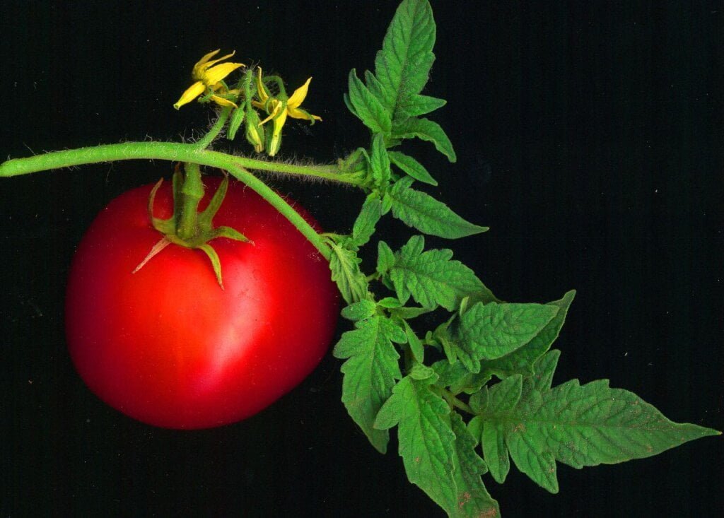 benefits of tomato