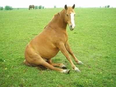 do horse sit