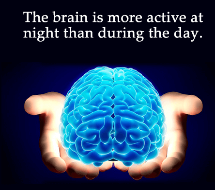 brain is more active at night