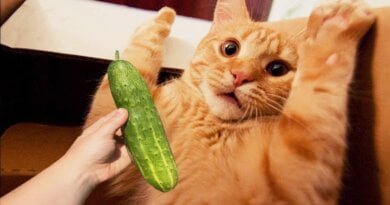 why do cats fear cucumber