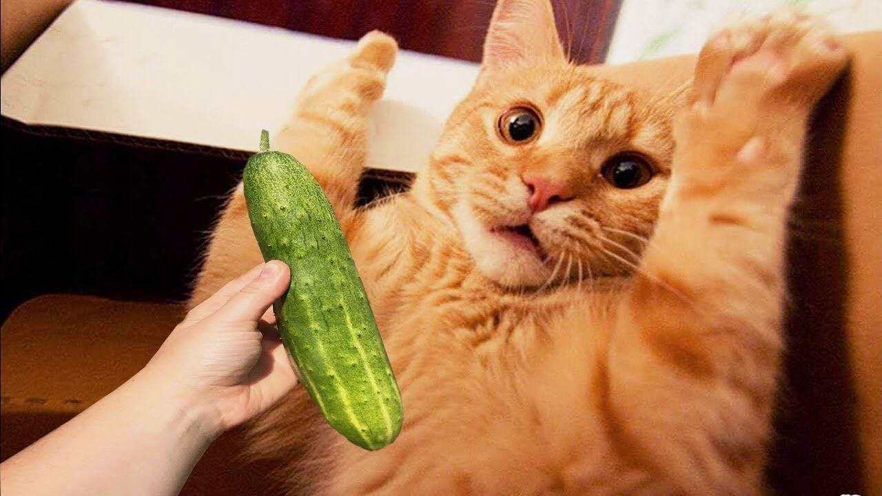 why do cats fear cucumber