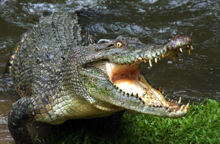 Facts about Crocodiles