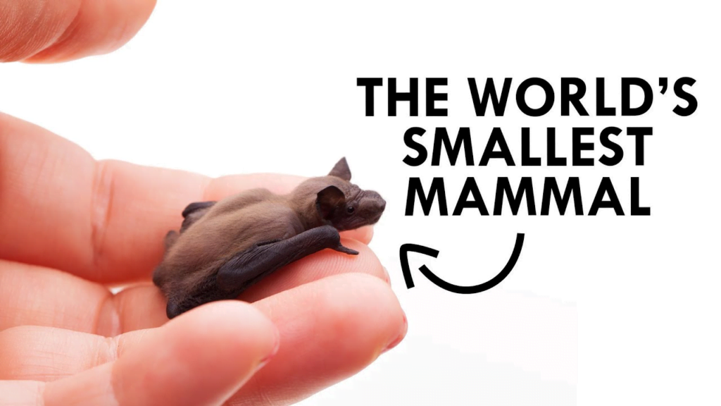 The world's smallest mammal